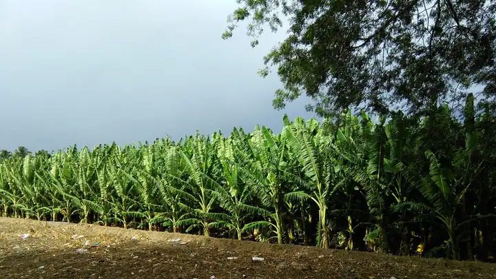 Banana field