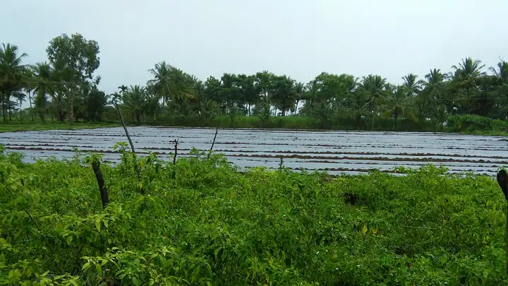 Chilli field