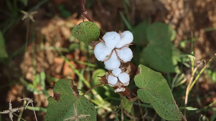 Cotton field