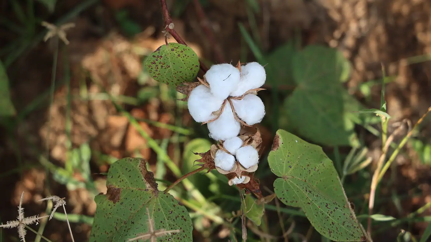 Cotton field in India