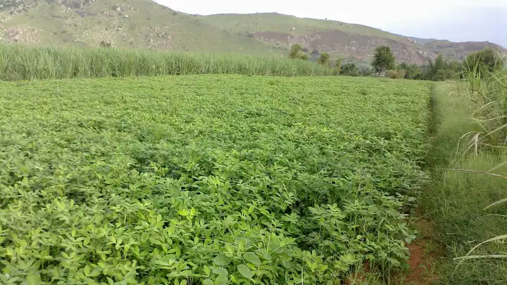 Groundnut field