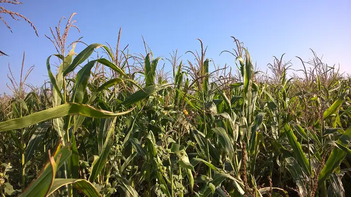 Maize field