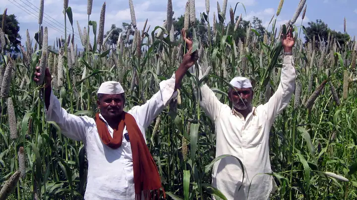 Millets (jowar, bajra, ragi) field