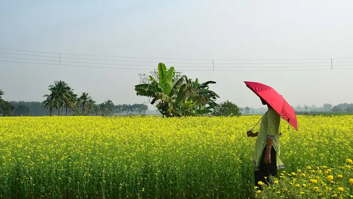 Mustard and oilseeds field