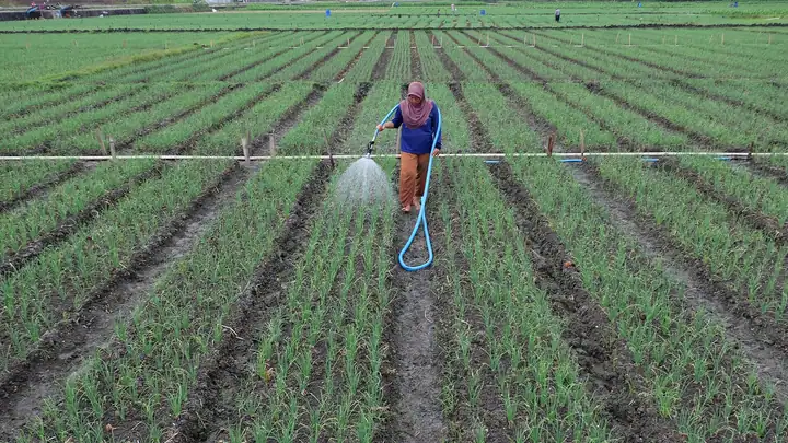 Onion field