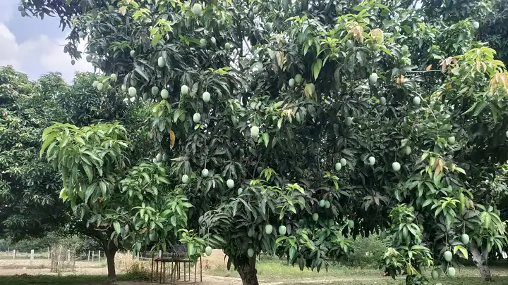 Fruit orchards field