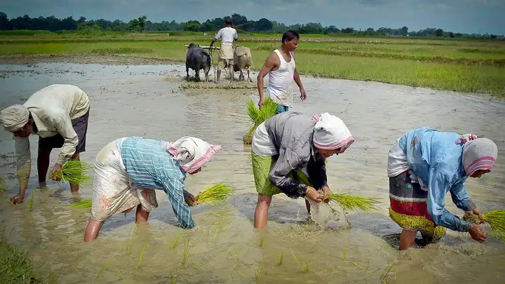 Paddy (rice) field