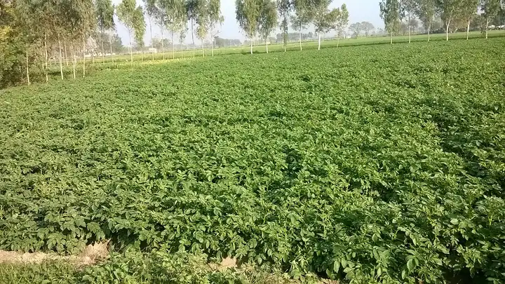 Potato field