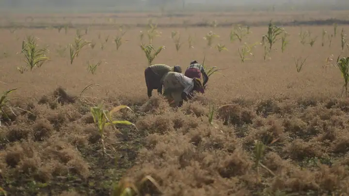 Pulses (tur, gram, moong, urad) field