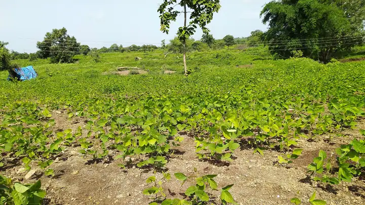 Soybean field