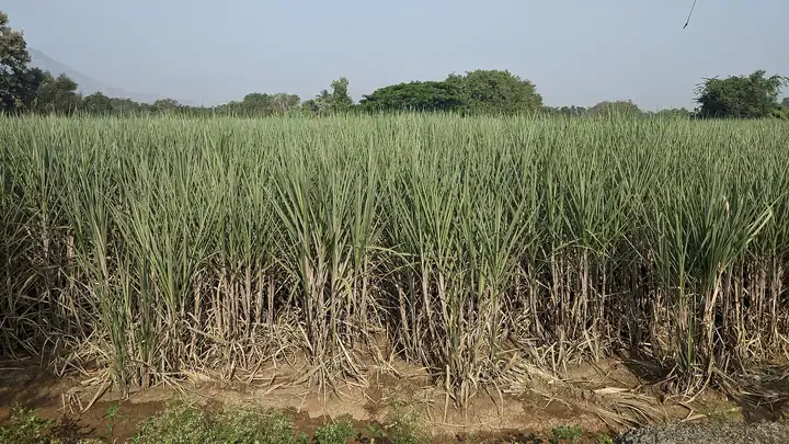 Sugarcane field