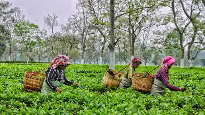 Tea and plantation crops field