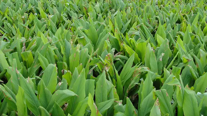 Turmeric and spices field