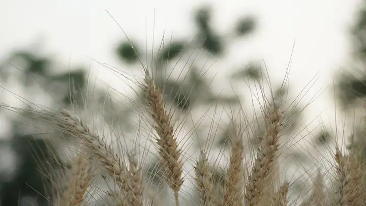 Wheat field